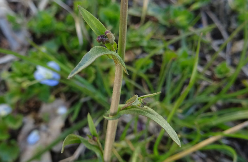 Capsella bursa-pastoris / Borsapastore comune